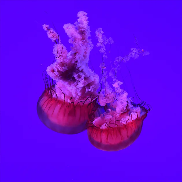 江南体育